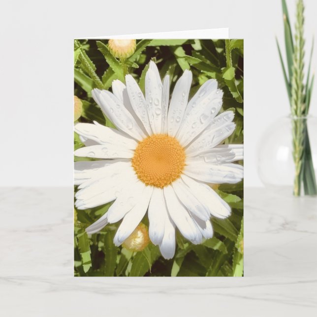 Photo d'une Fleur de la Nouvelle-Angleterre Carte  (Devant)