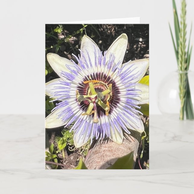 Photo d'une Fleur de Nouvelle-Angleterre Carte de  (Devant)