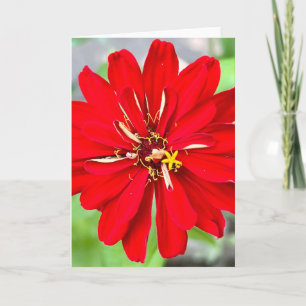Photo d'une Fleur de Nouvelle-Angleterre Carte de