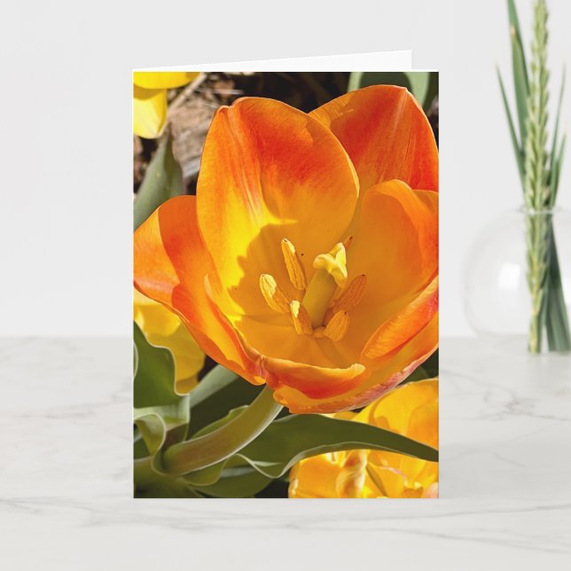 Photo d'une Fleur de Nouvelle-Angleterre Carte de  (Devant)