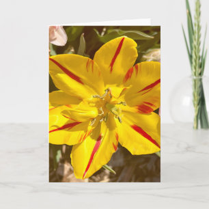 Photo d'une Fleur de Nouvelle-Angleterre Carte de