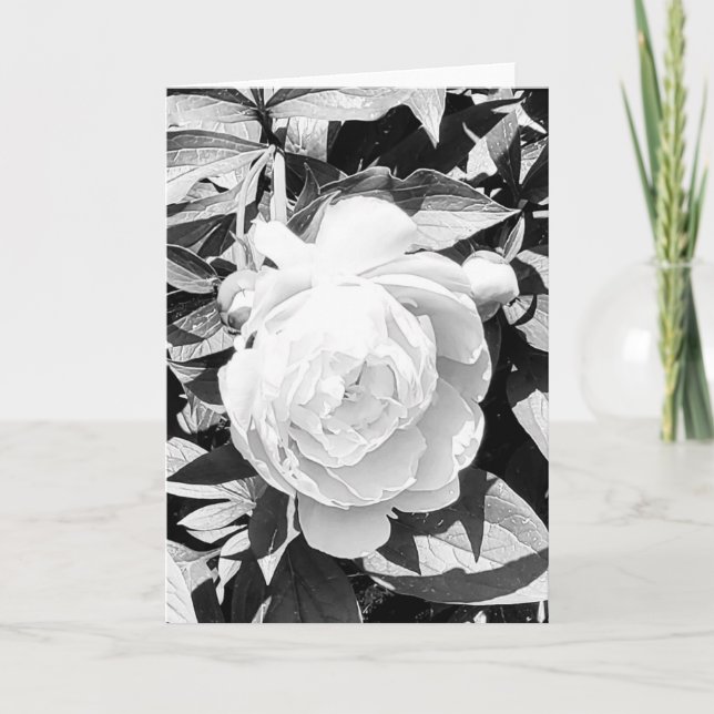 Photo d'une Fleur de Nouvelle-Angleterre Carte de  (Devant)