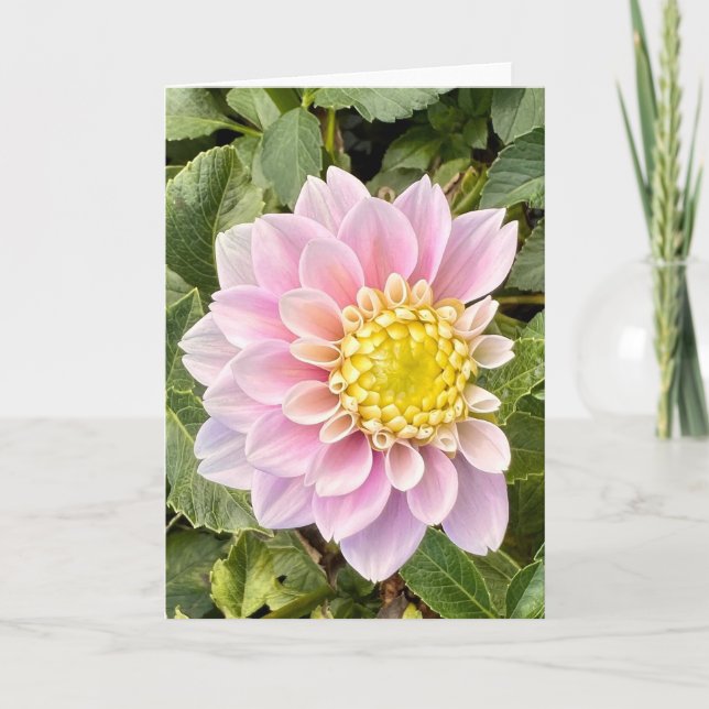 Photo d'une Fleur de Nouvelle-Angleterre Carte de  (Devant)