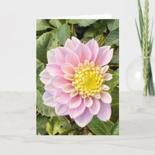 Photo d'une Fleur de Nouvelle-Angleterre Carte de