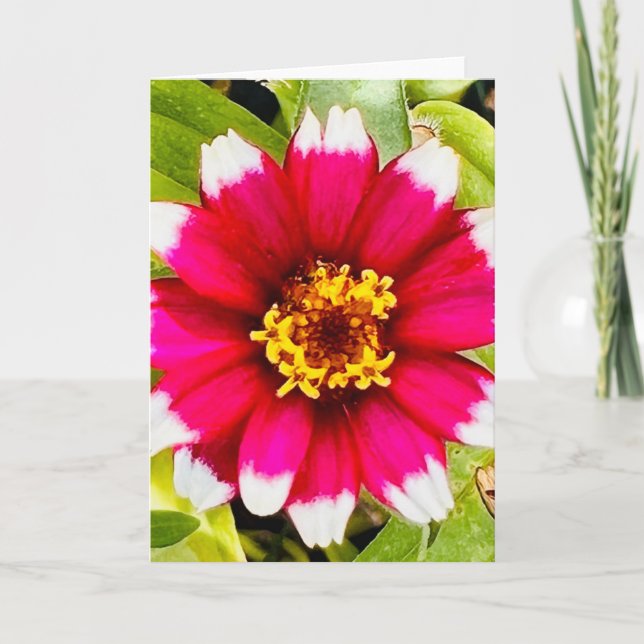 Photo d'une Fleur de Nouvelle-Angleterre Carte de  (Devant)