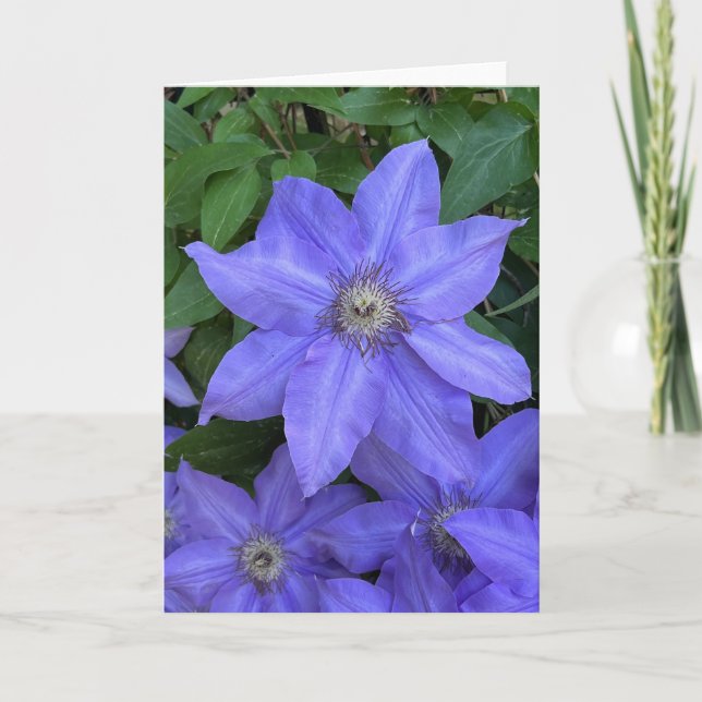 Photo d'une Fleur de Nouvelle-Angleterre Carte de  (Devant)