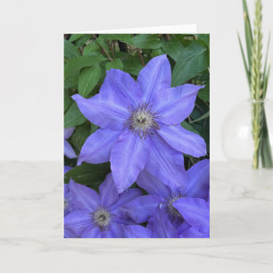 Photo d'une Fleur de Nouvelle-Angleterre Carte de