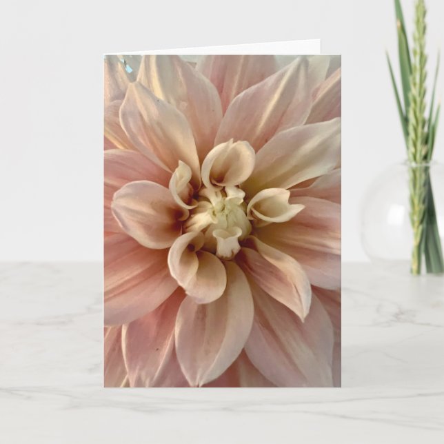 Photo d'une Fleur de Nouvelle-Angleterre Carte de  (Devant)