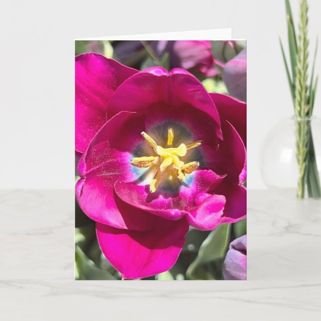 Photo d'une Fleur de Nouvelle-Angleterre Carte de  (Devant)