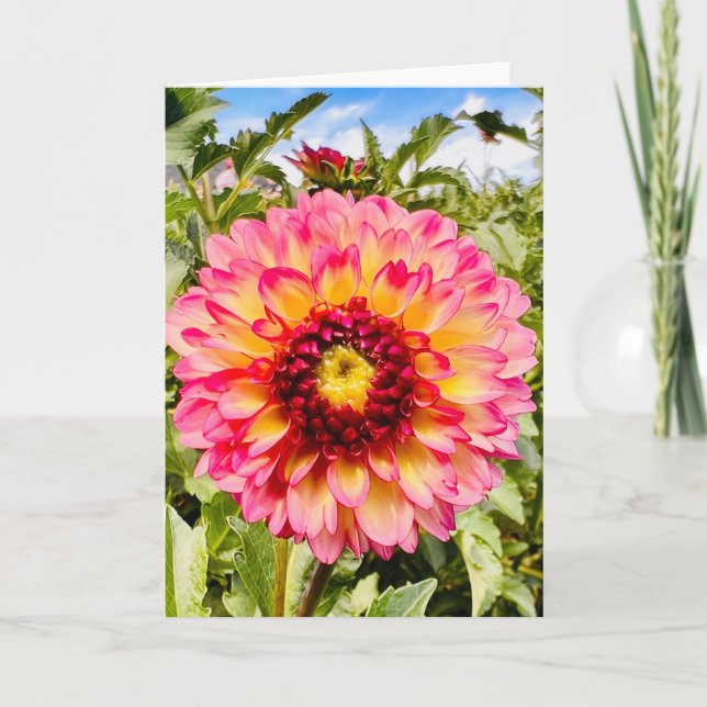 Photo d'une Fleur de Nouvelle-Angleterre Carte de  (Devant)