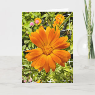 Photo d'une Fleur de Nouvelle-Angleterre Carte de