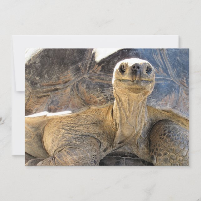 Photo d'une joyeuse Tortie - Carte Plat (Devant)