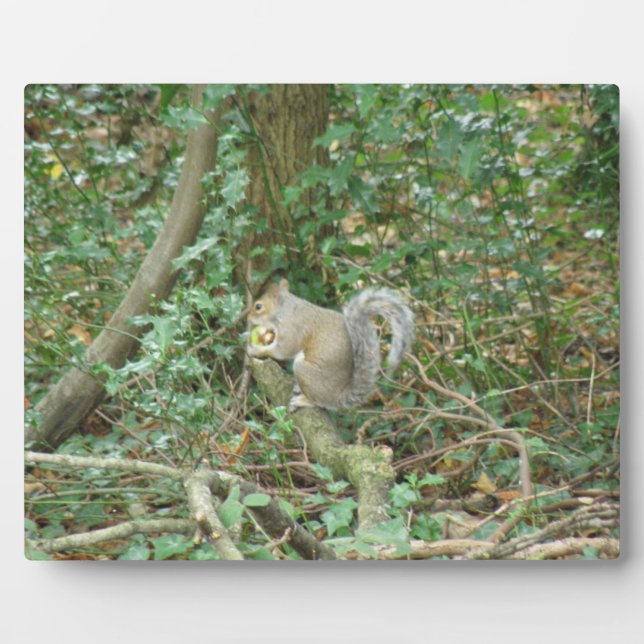 Photo Écureuil avec plaque d'maïs (Devant)