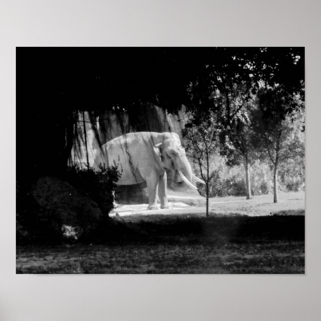 Photo éléphant Impression 14 po x 11 po (Devant)