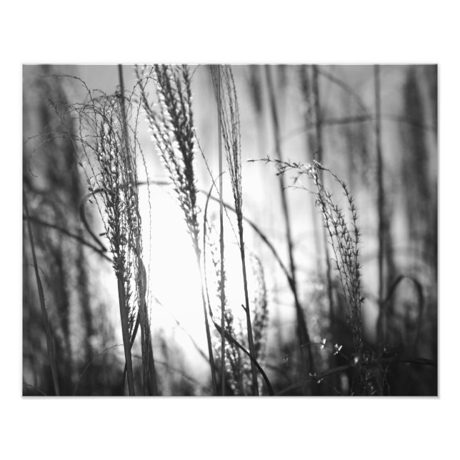 Photo en noir et blanc de l'herbe haute au coucher (Devant)