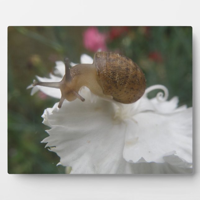 Photo Escargot de jardin et plaque de carnation blanche (Devant)