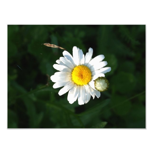 Photo Fleur de marguerite blanche (Devant)