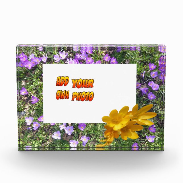 Photo Fleurs Violettes Crocus Jaunes Poussière. Bloc pho (Devant)