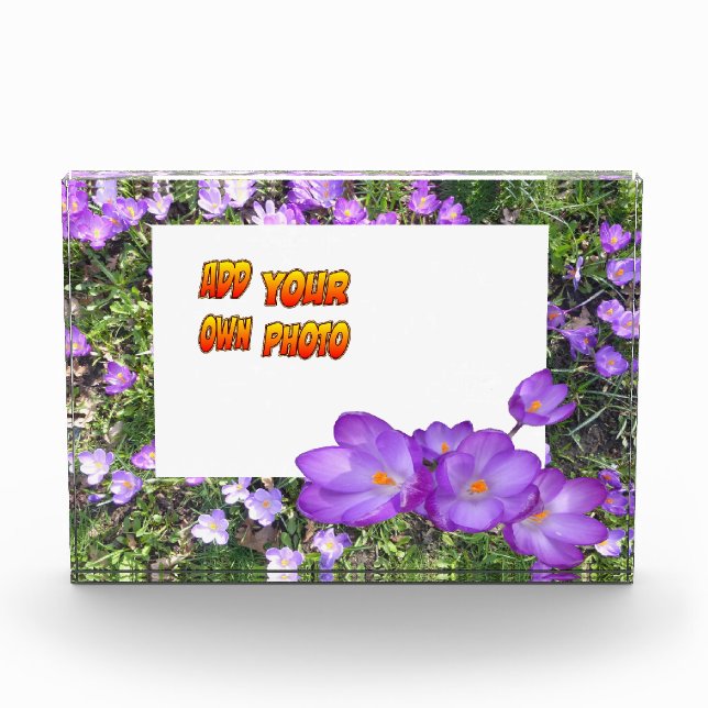 Photo Fleurs Violettes Crocus Violets Poussière. Bloc ph (Devant)