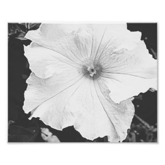 Photo florale blanche 10x8