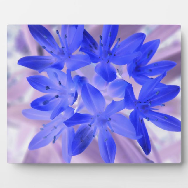 Photo Gloire de la Plaque Bleue Chocking Neige (Devant)
