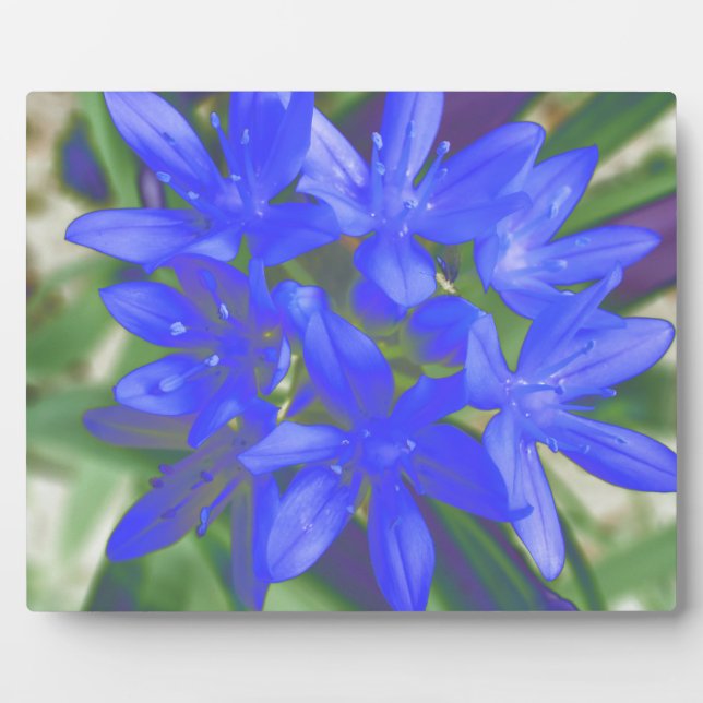 Photo Gloire de la Plaque Bleue Fluorescente Neige (Devant)