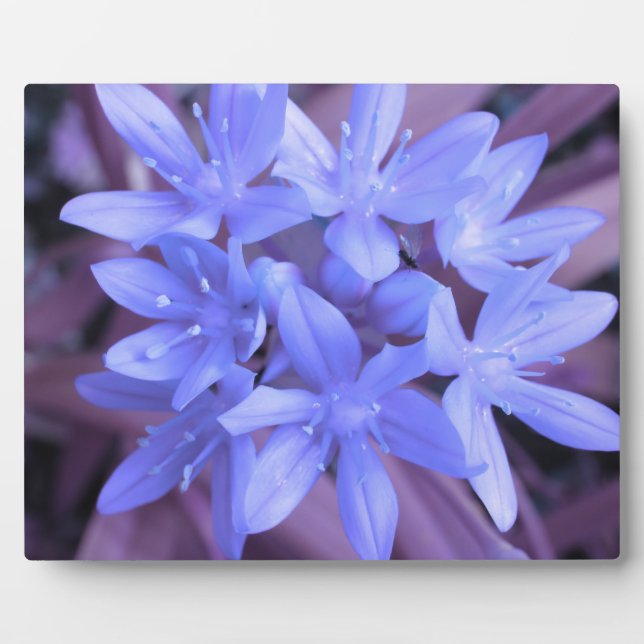 Photo Gloire de la Plaque Bleue Neige (Devant)