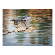 Grand Héron Bleu sur Impression de faune lacustre