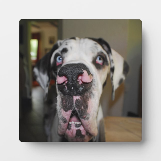 Photo Great Dane Foto Plaque (Devant)