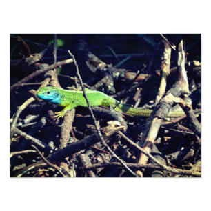 Photo Green Lizard
