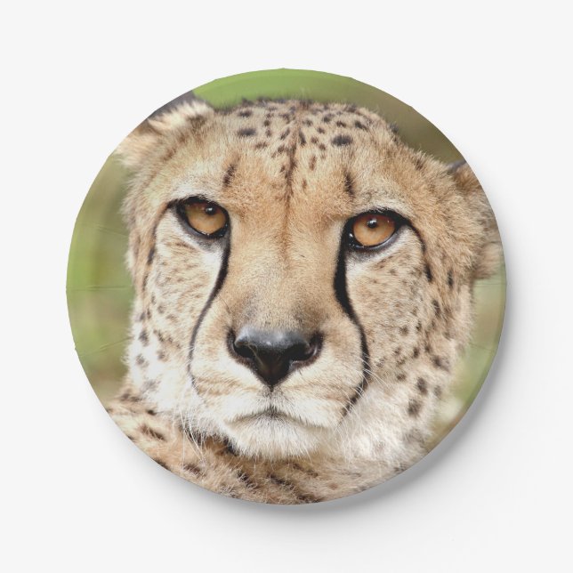 Photo guepard, chat. assiette en papier (Devant)