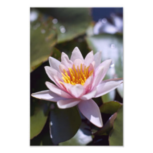 Photo Hardy Water Lily