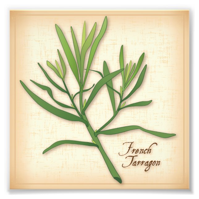 Photo Herbe Tarragon Français Imprimer (Devant)