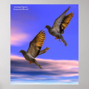 Photo Homing Pigeon pour Poster