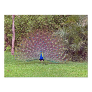 Photo Homme Peacock