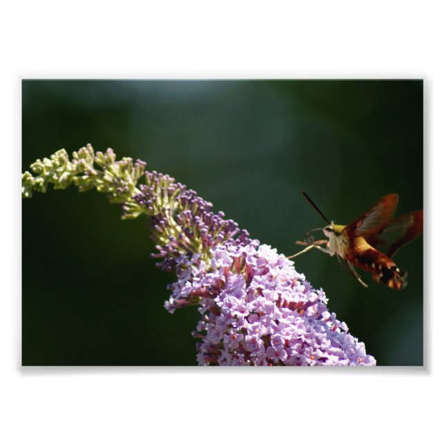 Photo HummingBird Moth 7 x 5 Impression photographique (Devant)