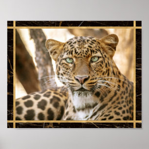 Photo Image Imprimé Affiche Chat Léopard