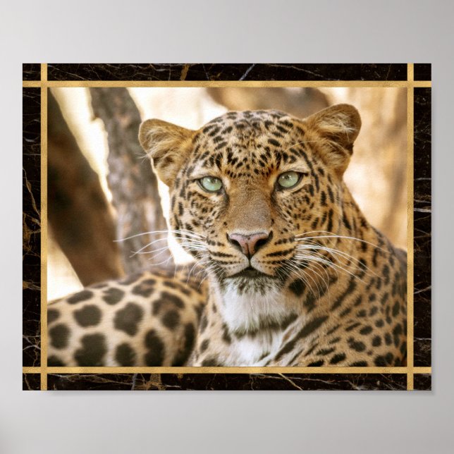 Photo Image Imprimé Affiche Chat Léopard (Devant)