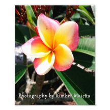 Impression 8x10 - Plumeria rose et jaune