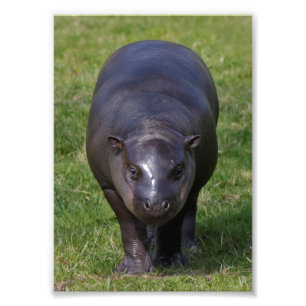 Photo Impression bébé hippopotame