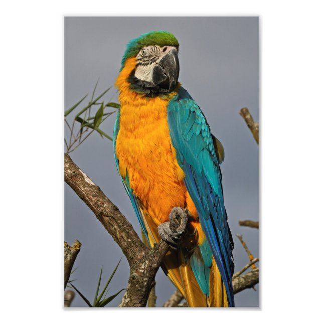 Photo Impression Bleue Goldie (Devant)