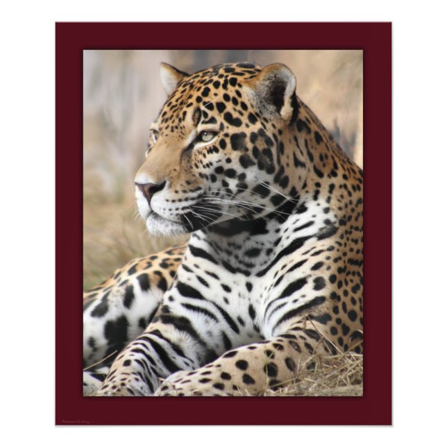 Photo Impression classique Jaguar -20x24 -autres tailles (Devant)