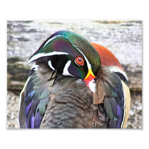 Photo Impression Coy Wood Duck