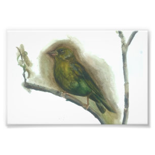 Photo Impression d'aquarelle d'oiseau du jardin Greenfin