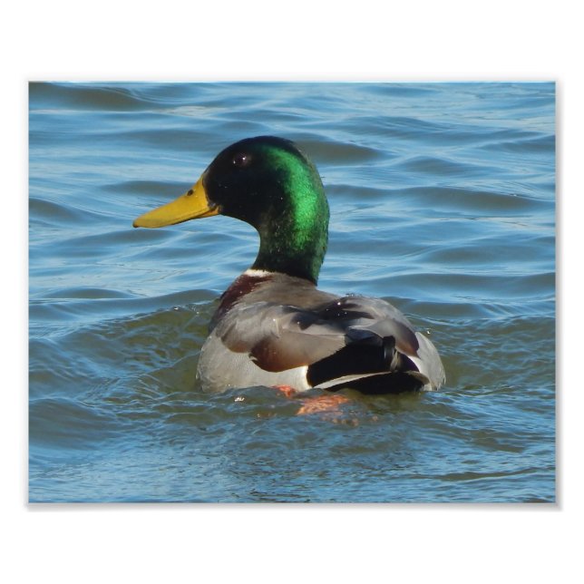 Photo Impression d'art : Canard colvert (Devant)