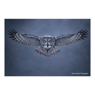 Photo Impression d'art de la faune de la grande chouette