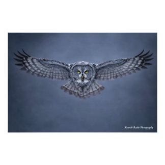 Photo Impression d'art de la faune de la grande chouette