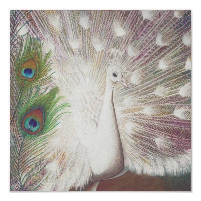 Photo Impression d'art du paon blanc et de la plume de p (Devant)