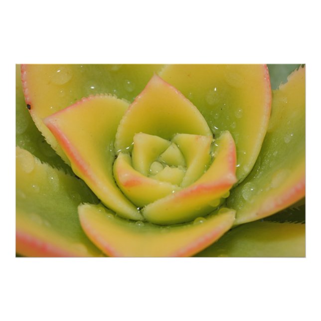Photo Impression d'art mural de rosette verte succulente (Devant)