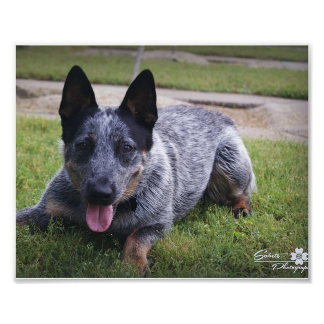 Photo Impression de Blue Heeler 1 (Devant)